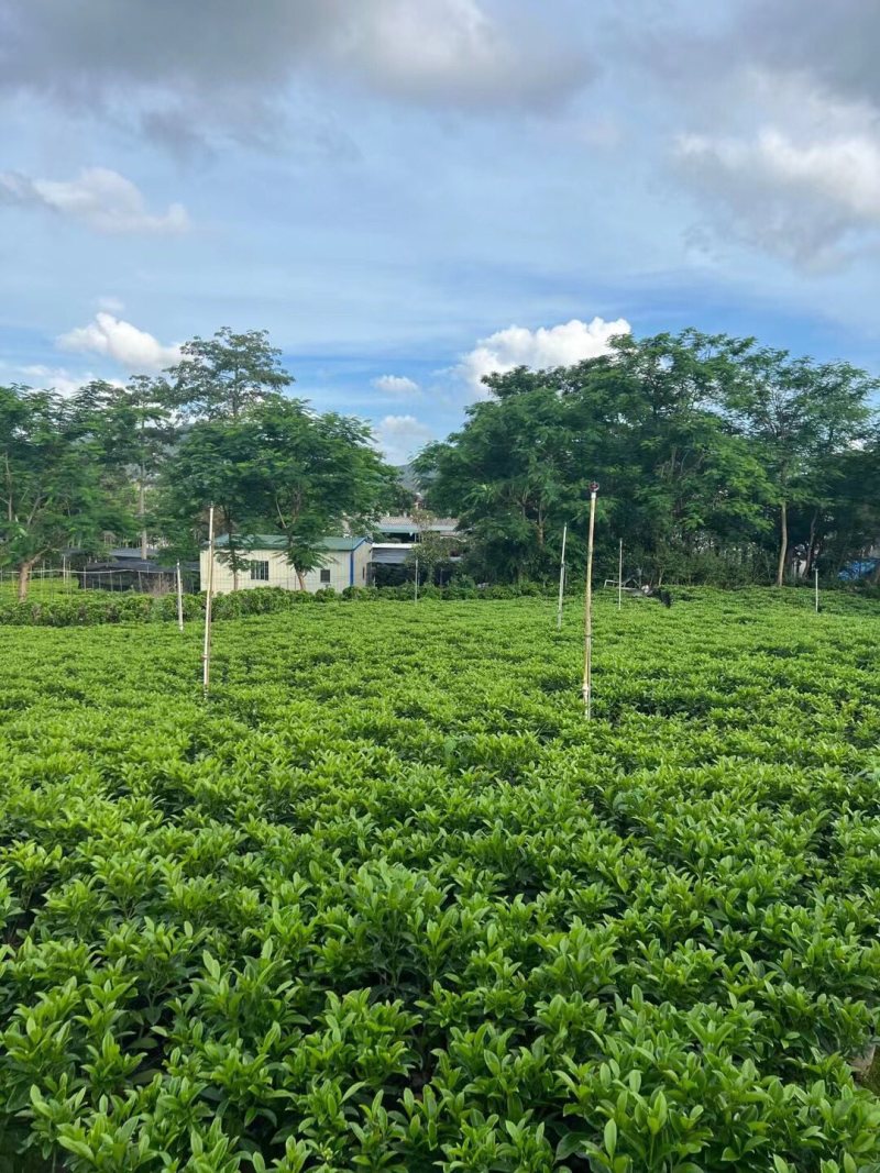 非洲茉莉30-50-80-100高度大量现货供应价格优惠