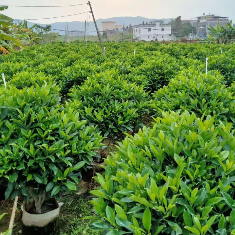非洲茉莉30-50-80-100高度大量现货供应价格优惠
