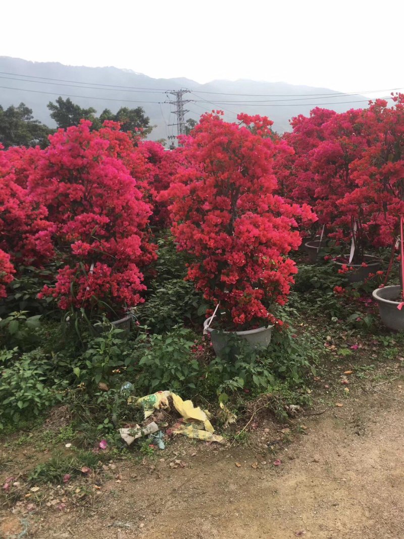 三角梅各种规格大量现货供应欢迎咨询