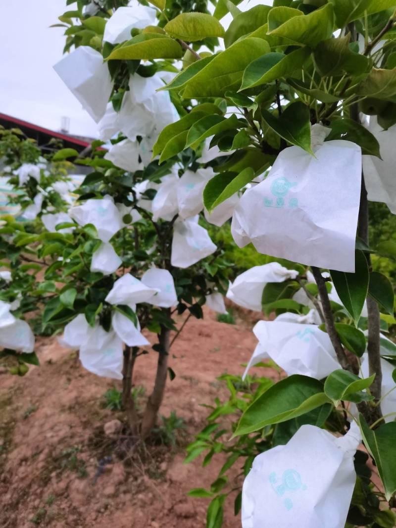 苏翠一号梨苗，早熟丰产优质梨树苗