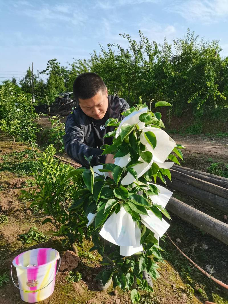 苏翠一号梨苗，早熟丰产优质梨树苗