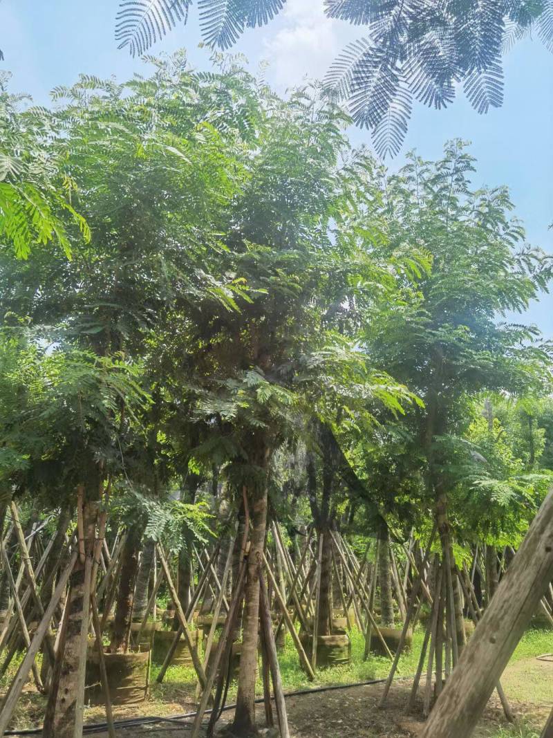 铁刀木12-15-18分各种规格大量供应需要私信联系我