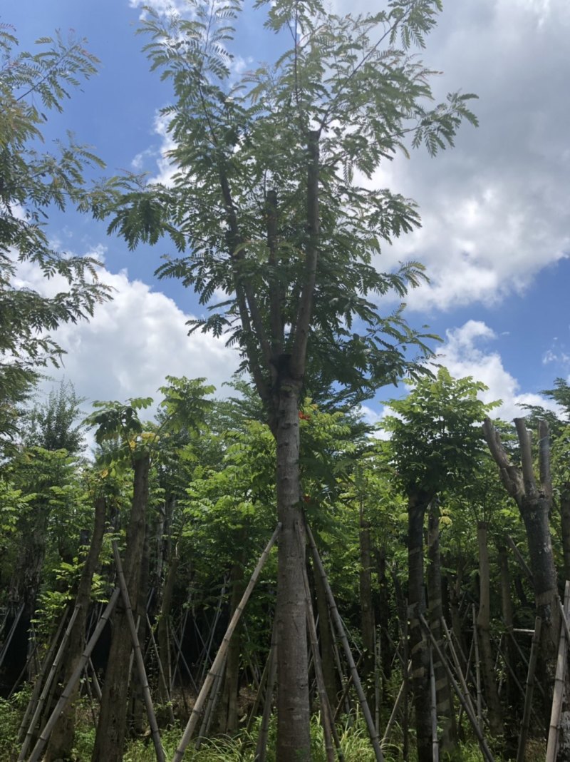 铁刀木12-15-18分各种规格大量供应需要私信联系我