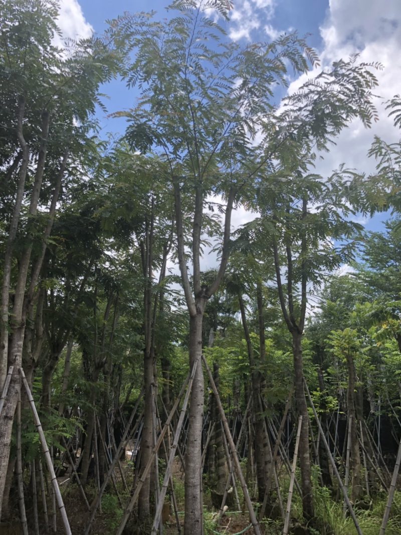 铁刀木12-15-18分各种规格大量供应需要私信联系我