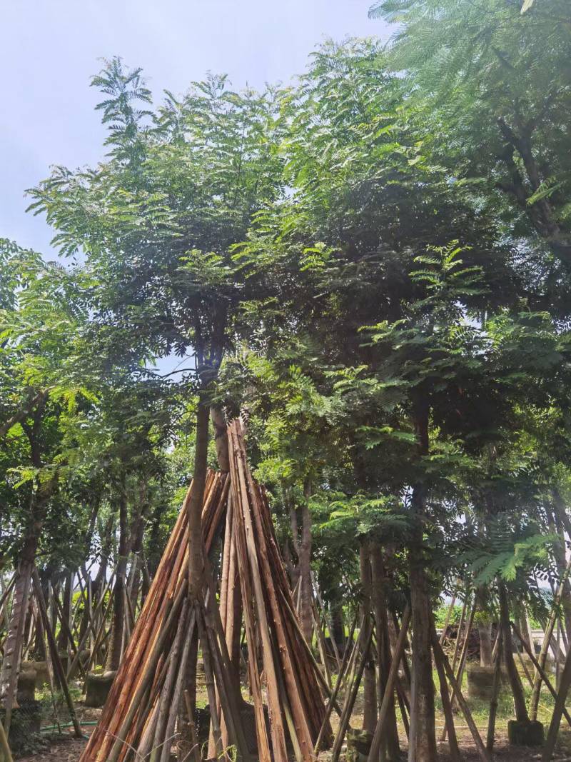 铁刀木12-15-18分各种规格大量供应需要私信联系我