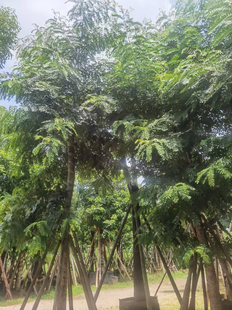 铁刀木12-15-18分各种规格大量供应需要私信联系我