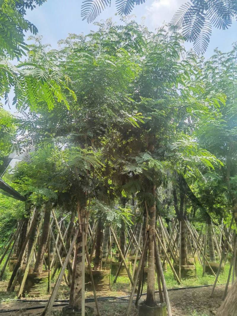 铁刀木12-15-18分各种规格大量供应需要私信联系我