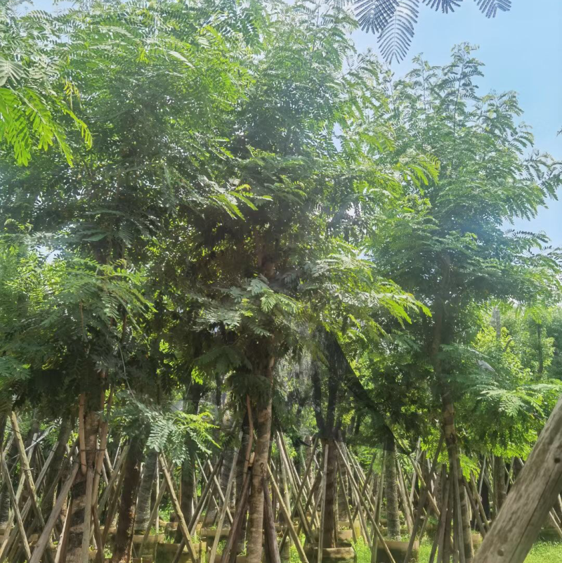 铁刀木12-15-18分各种规格大量供应需要私信联系我