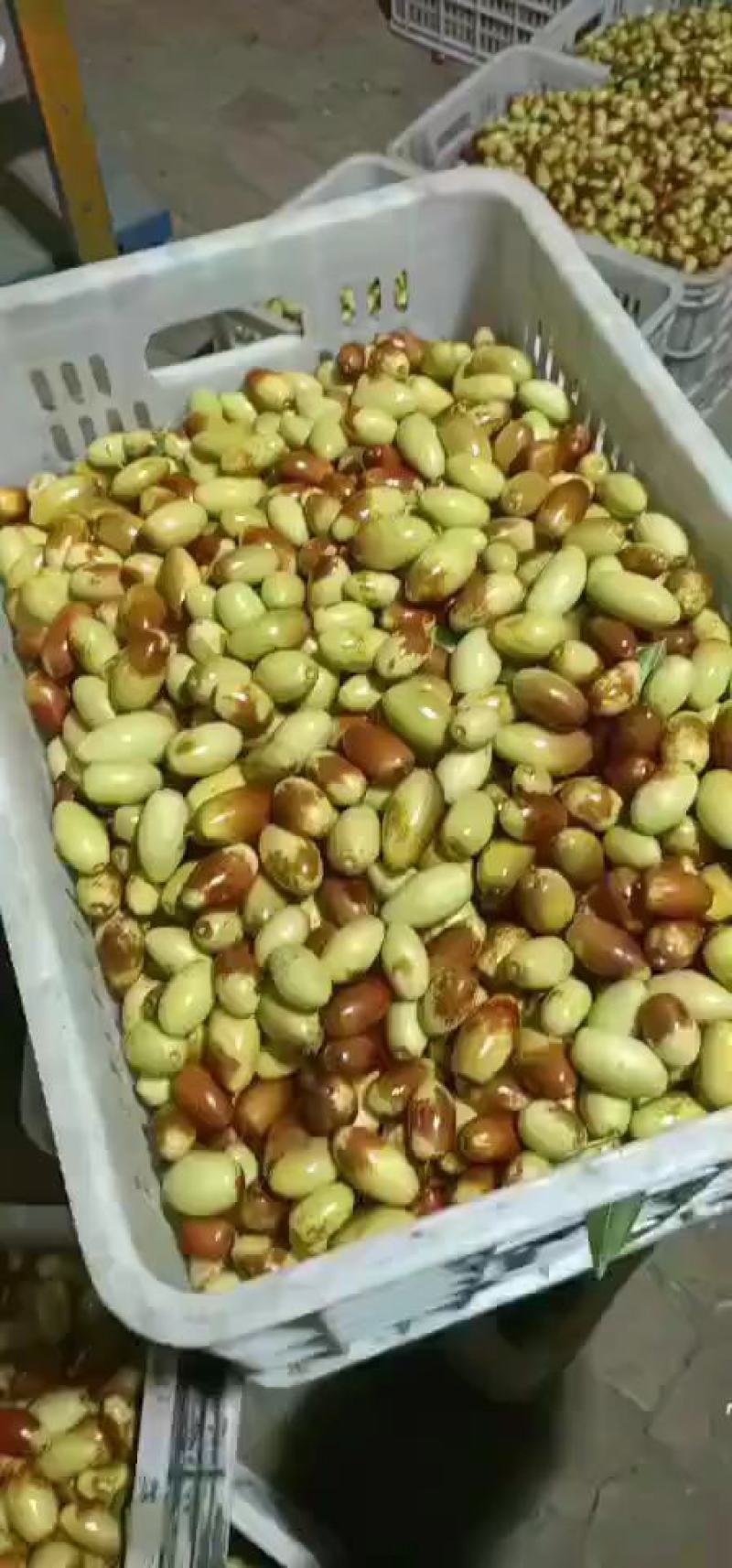 精选马牙枣鲜枣，大量上市供货，实力代收