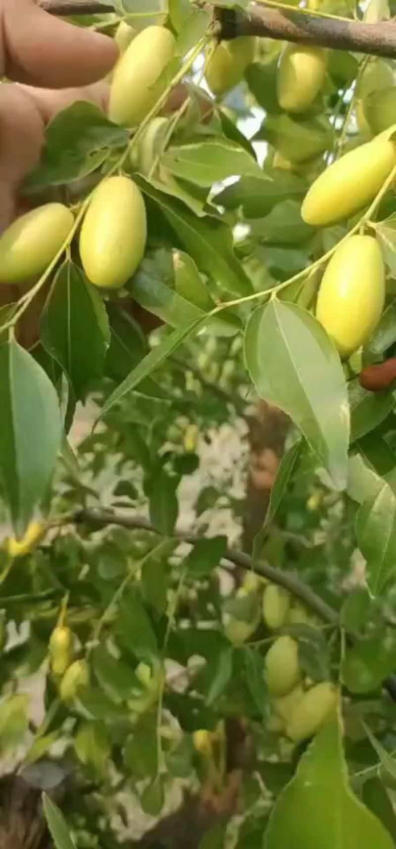 精选马牙枣鲜枣，大量上市供货，实力代收