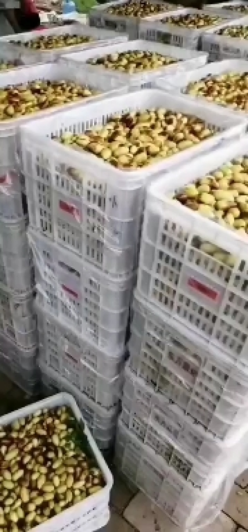 精选马牙枣鲜枣，大量上市供货，实力代收