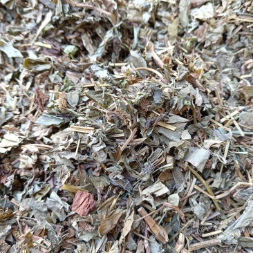 鱼腥草