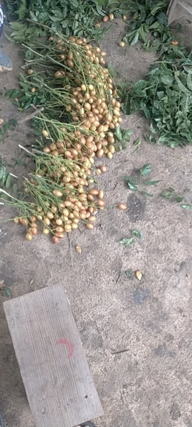 黄皮果