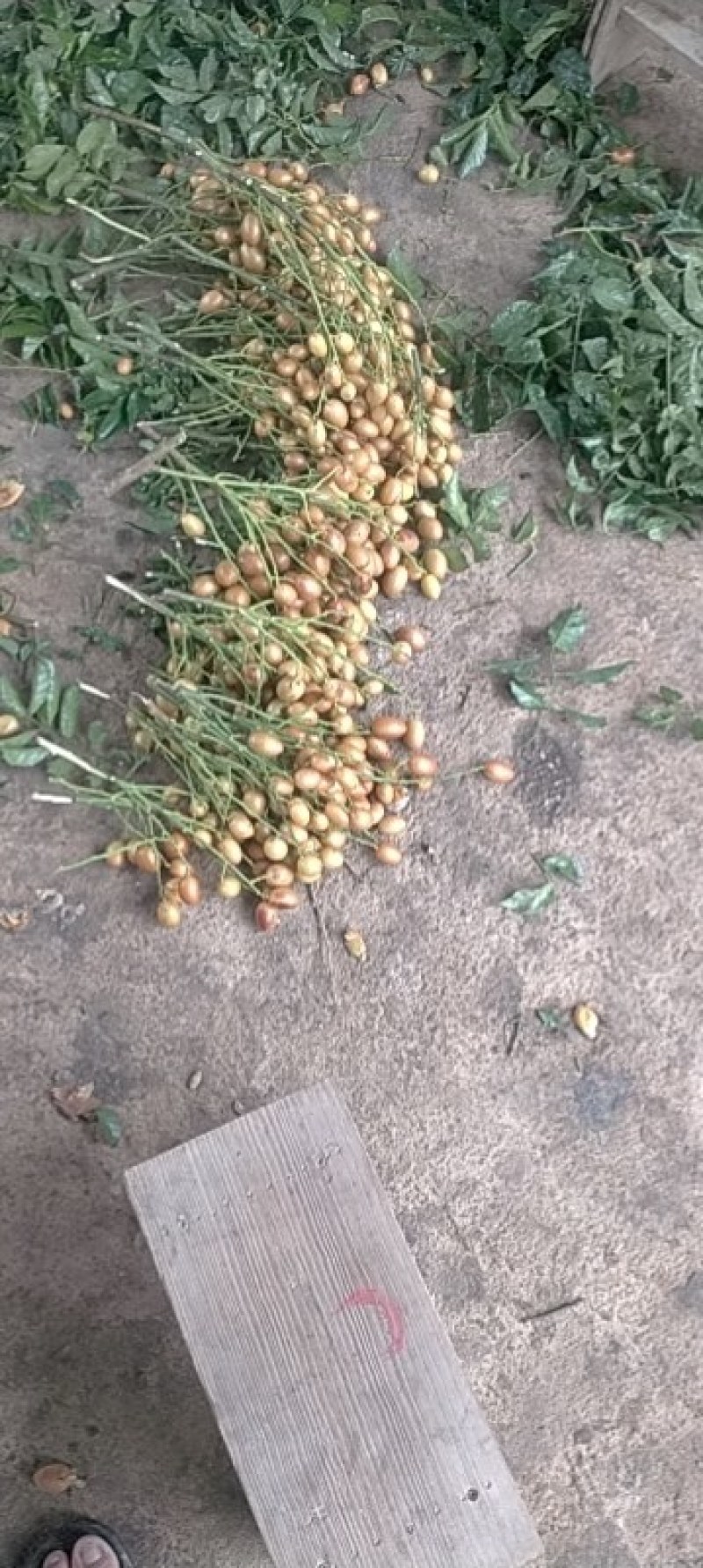 黄皮果