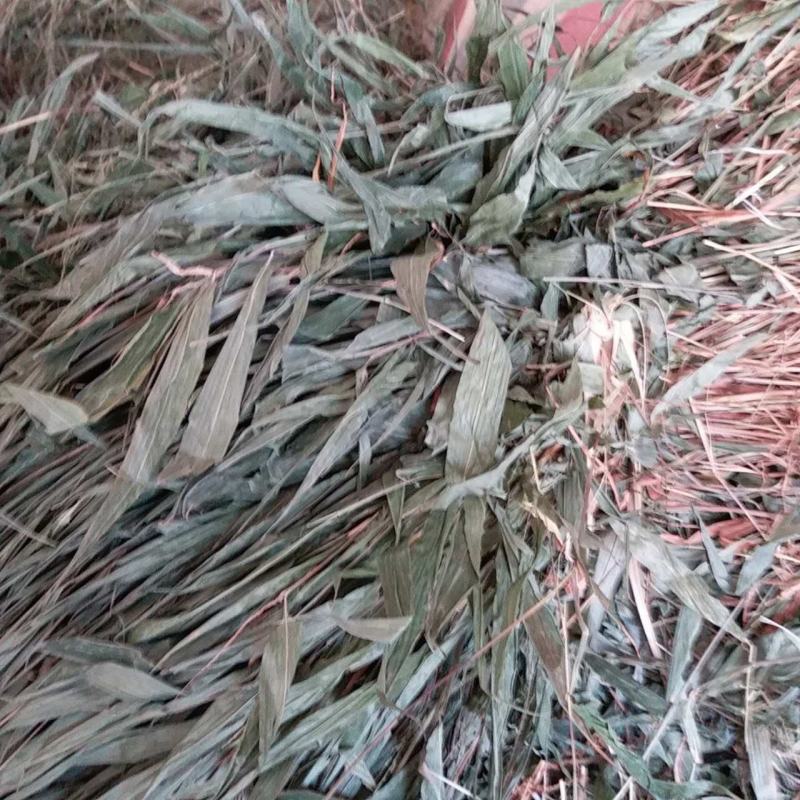淡竹叶干货