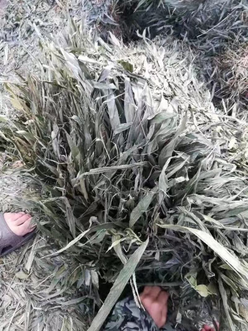 淡竹叶干货