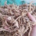 黄精