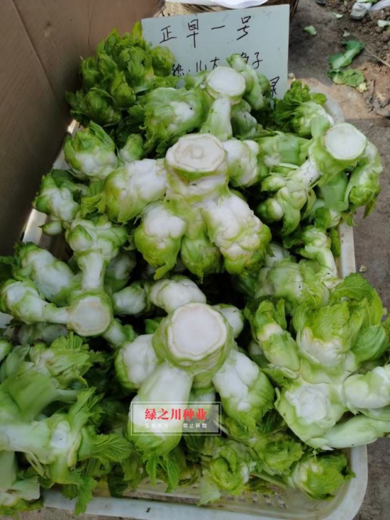 基地级早熟儿菜种子正宗重庆正早一号儿菜种子特大号儿大