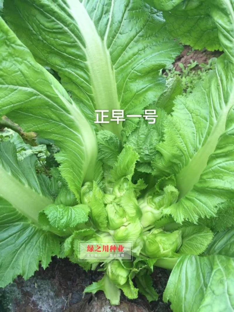 基地级早熟儿菜种子正宗重庆正早一号儿菜种子特大号儿大