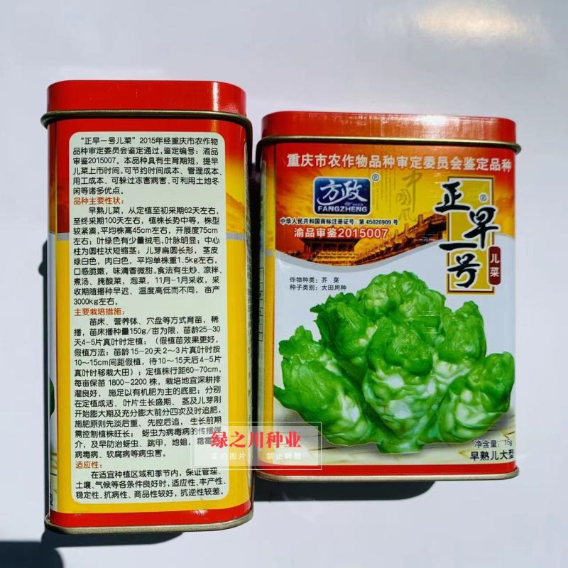 基地级早熟儿菜种子正宗重庆正早一号儿菜种子特大号儿大