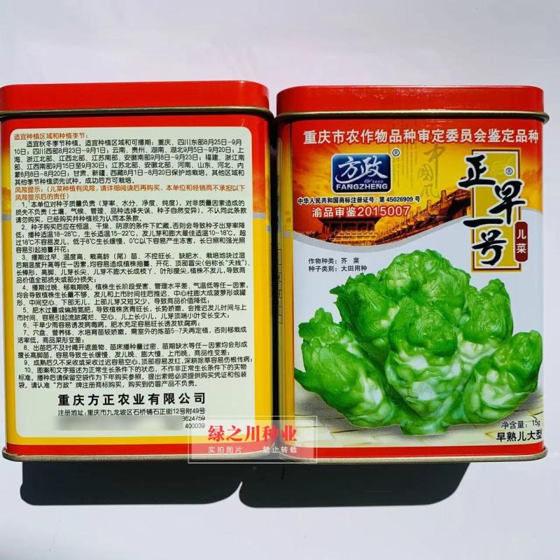 基地级早熟儿菜种子正宗重庆正早一号儿菜种子特大号儿大