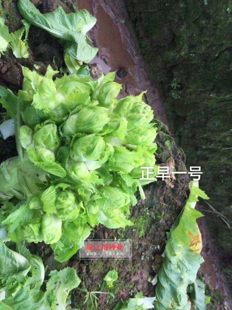 基地级早熟儿菜种子正宗重庆正早一号儿菜种子特大号儿大