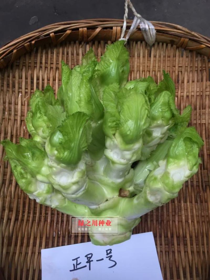 基地级早熟儿菜种子正宗重庆正早一号儿菜种子特大号儿大