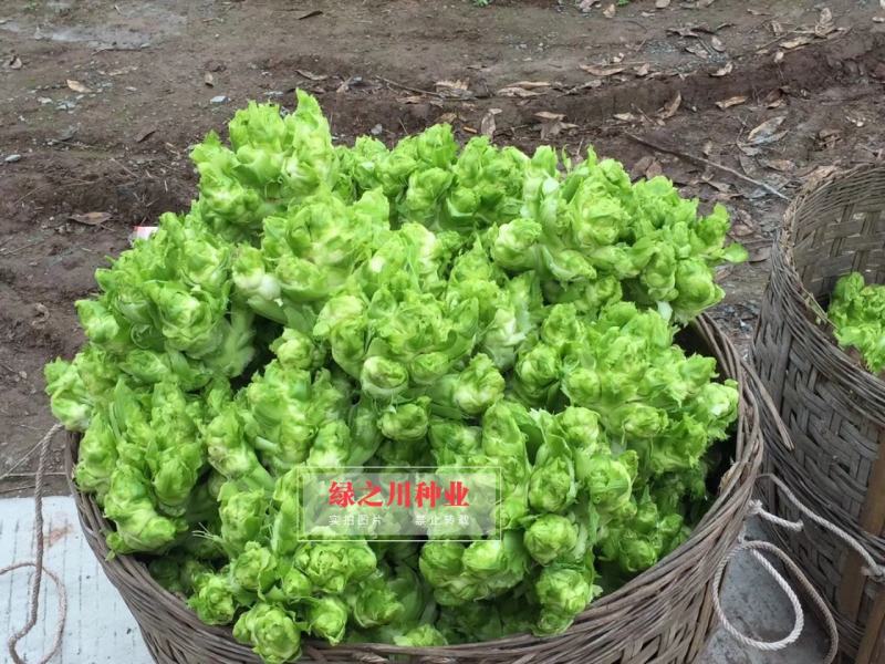 基地级早熟儿菜种子正宗重庆正早一号儿菜种子特大号儿大