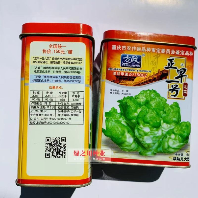 基地级早熟儿菜种子正宗重庆正早一号儿菜种子特大号儿大