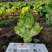 基地级早熟儿菜种子正宗重庆正早一号儿菜种子特大号儿大