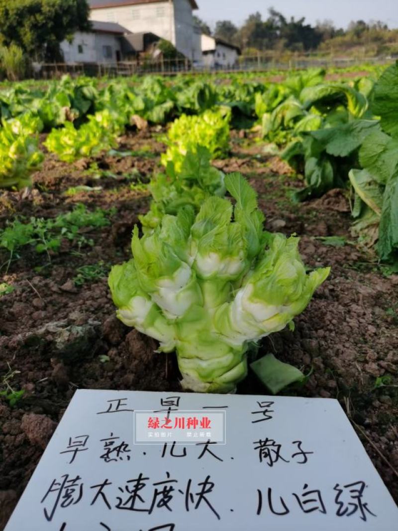 基地级早熟儿菜种子正宗重庆正早一号儿菜种子特大号儿大