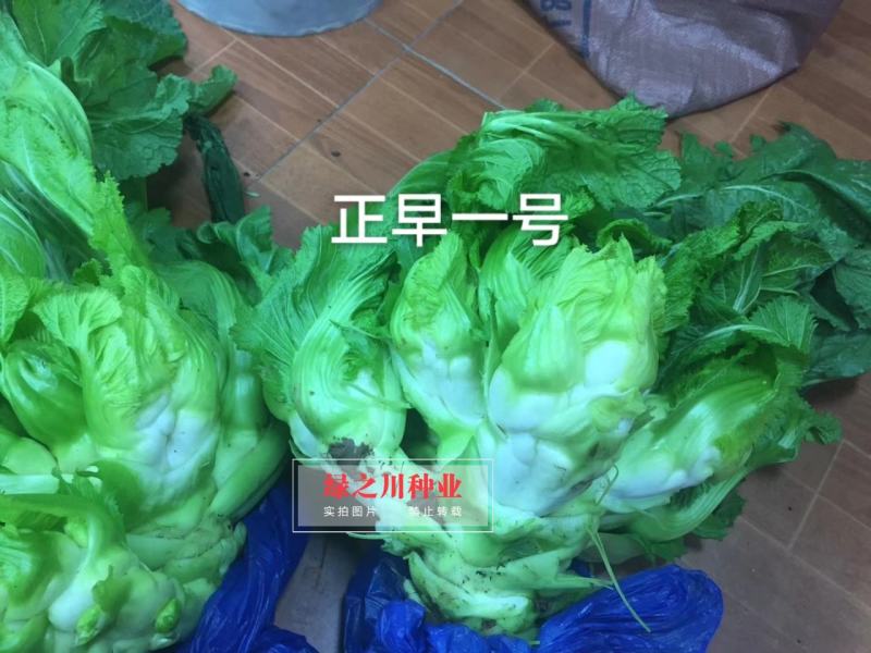 基地级早熟儿菜种子正宗重庆正早一号儿菜种子特大号儿大