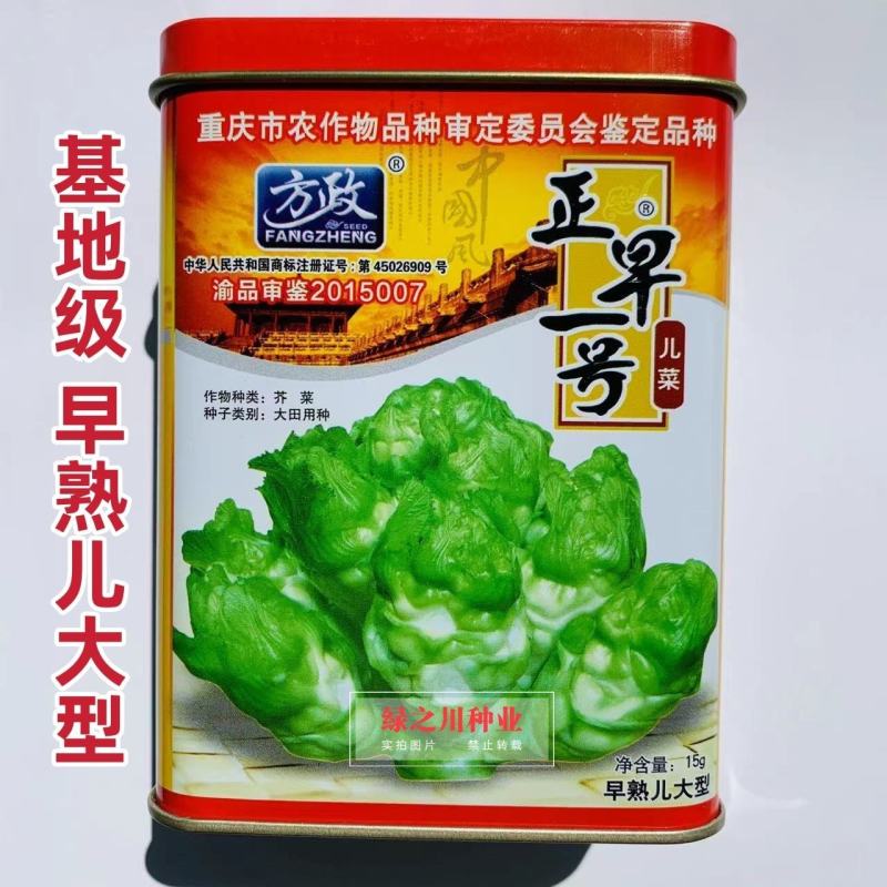 基地级早熟儿菜种子正宗重庆正早一号儿菜种子特大号儿大