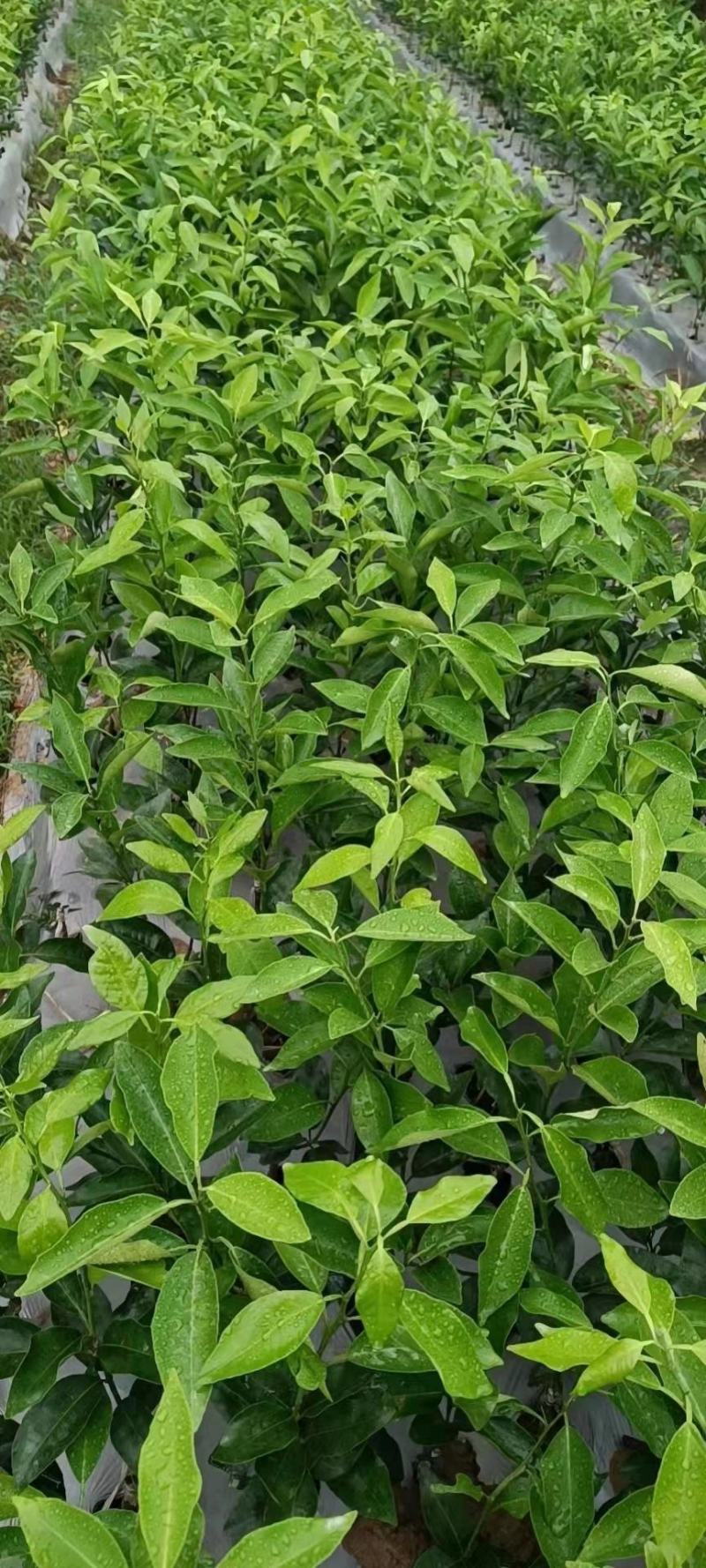 无籽青柠树苗(塔西堤)杯苗