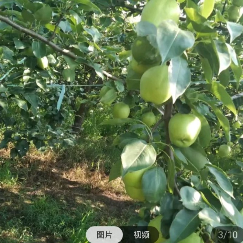 自家种植无代办商
