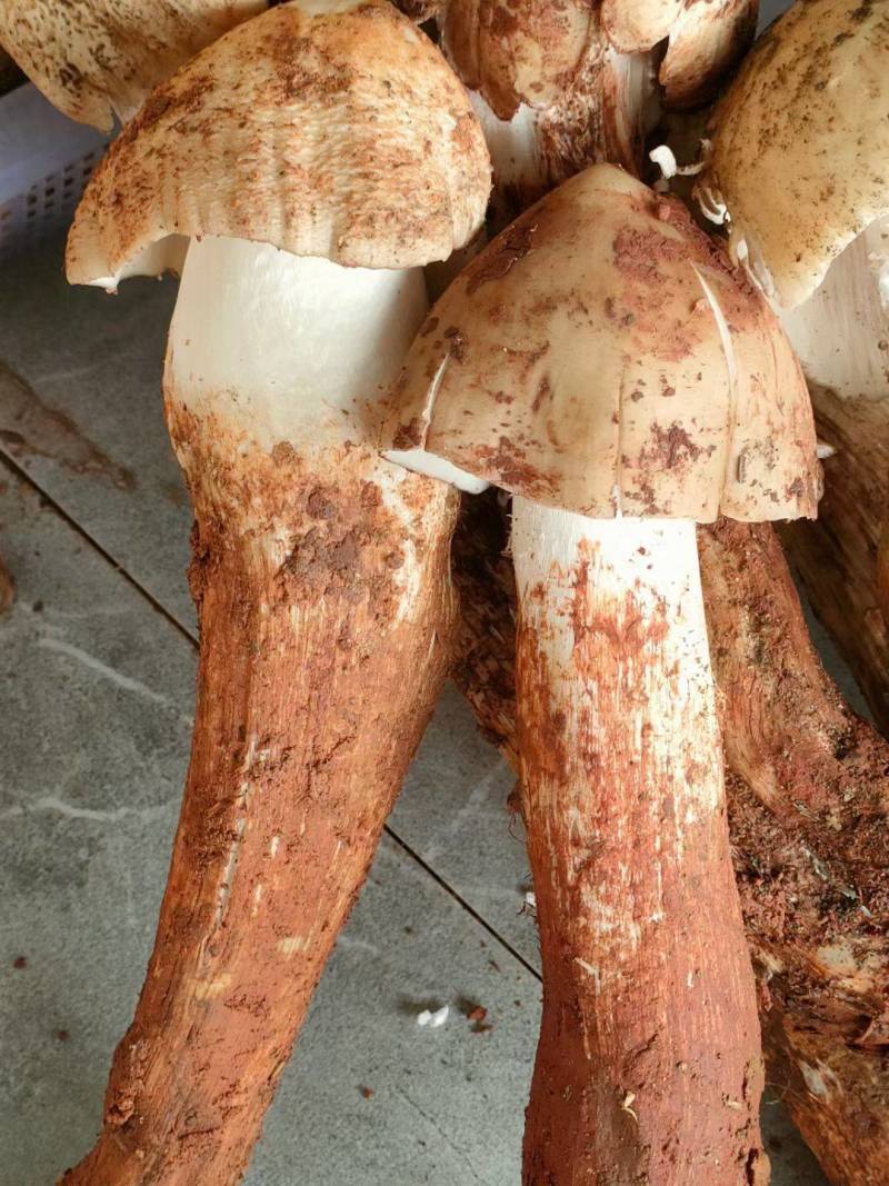 野生鸡枞菌大量上市支持一件代发