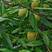 玉妃蜜桃树苗，口感脆甜，成熟期可挂树40天