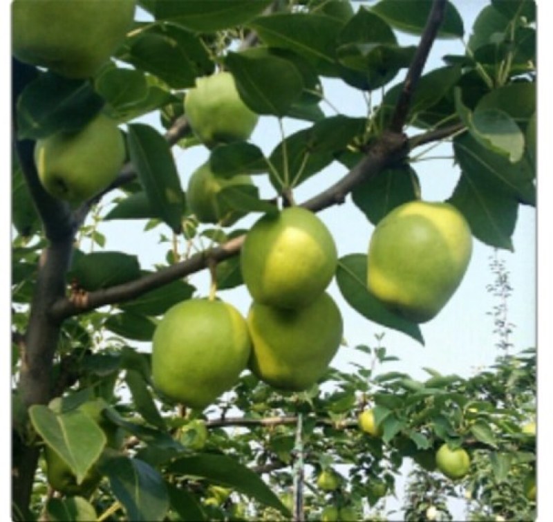自家种植无代办商