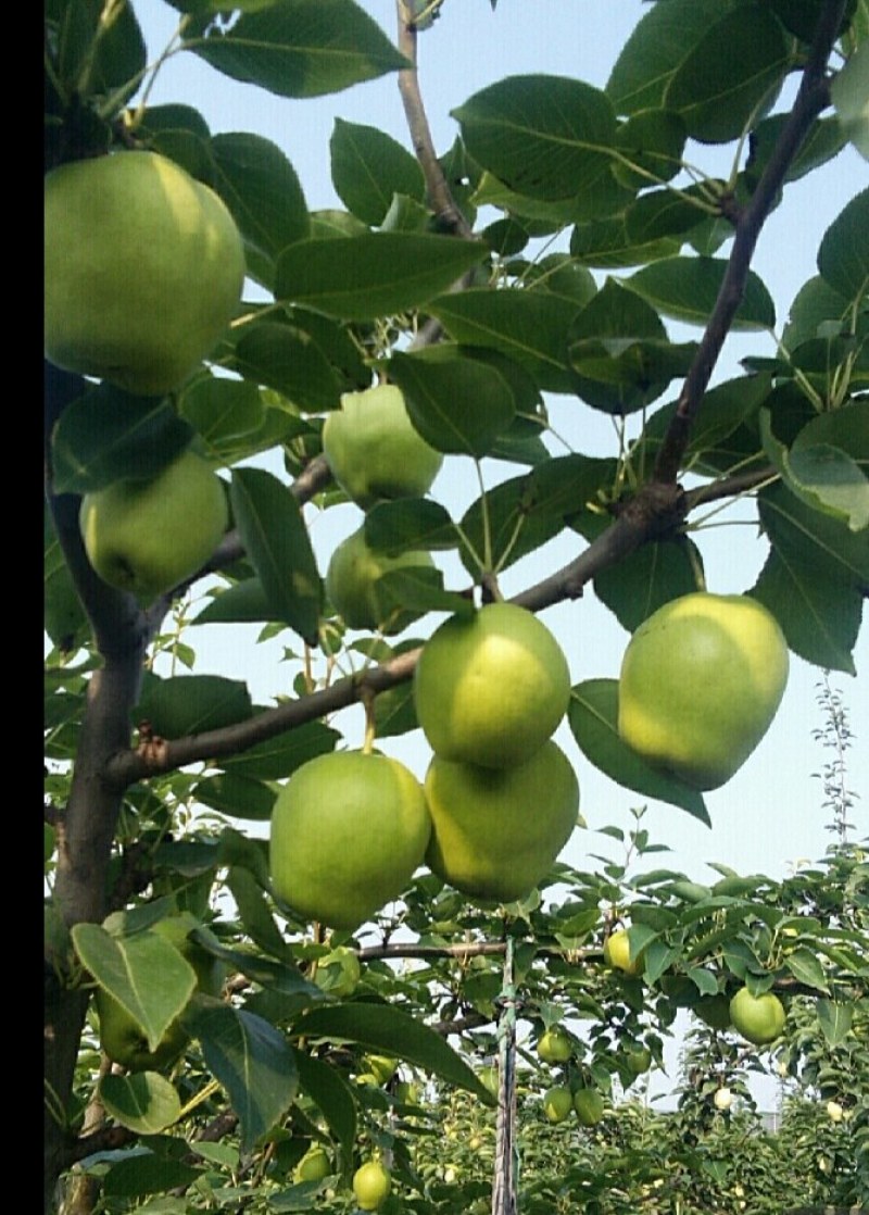 自家种植无代办商