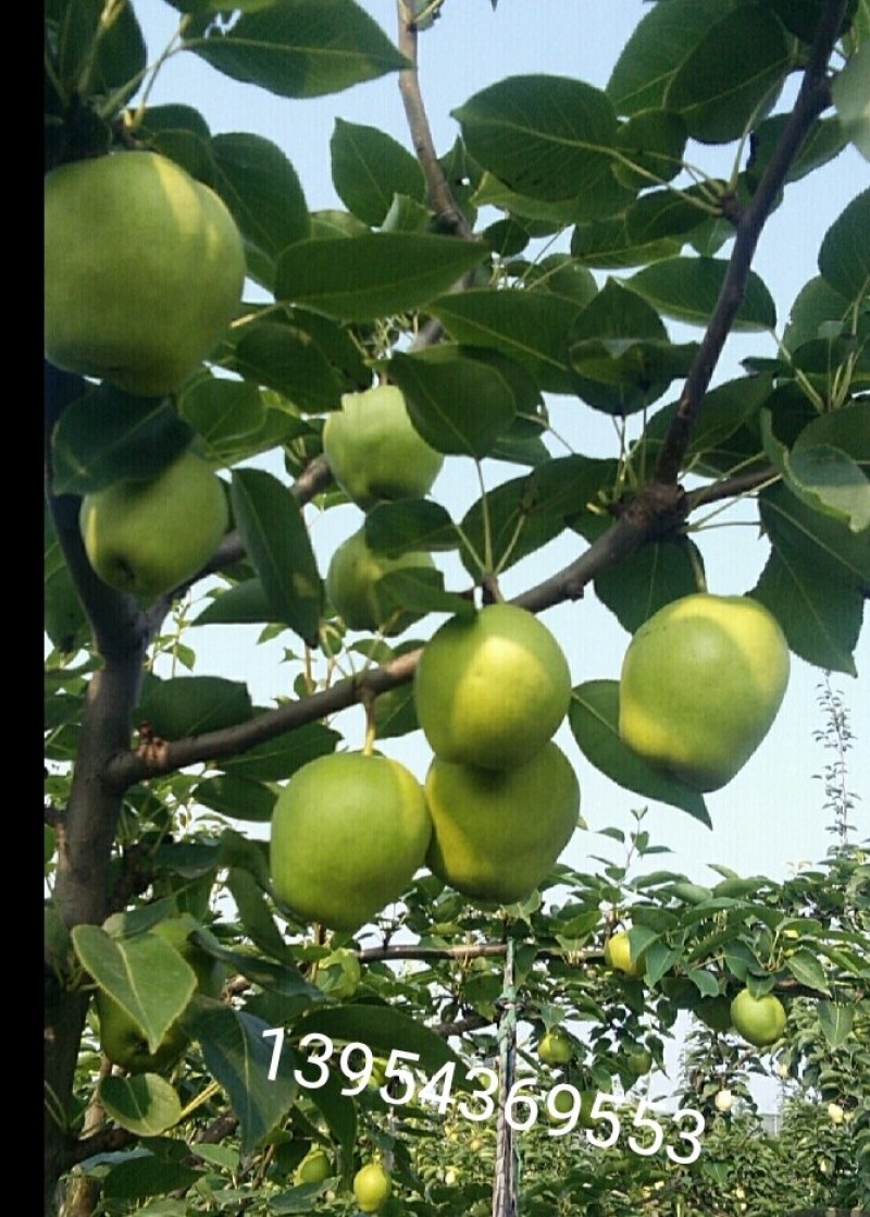自家种植无代办商
