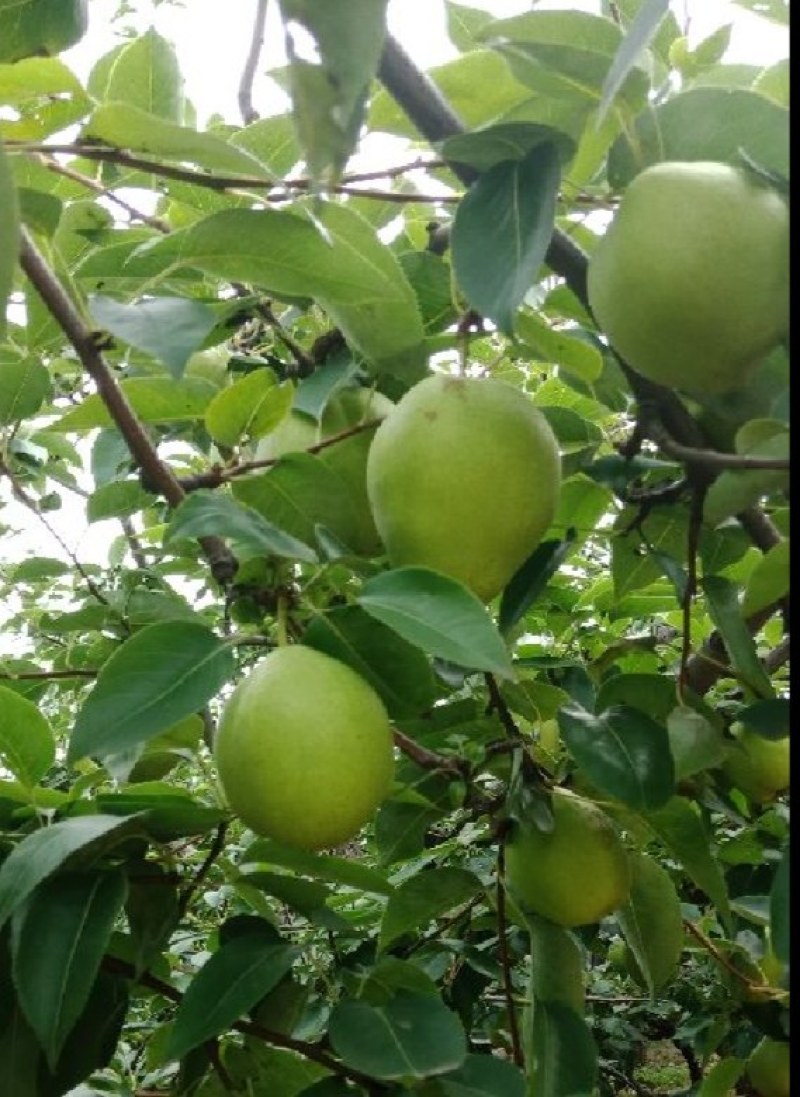 自家种植无代办商