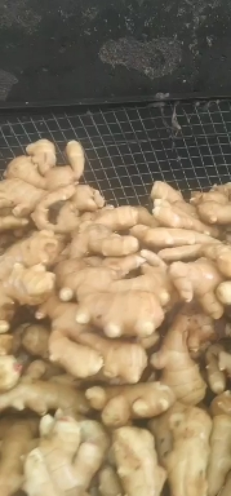 大黄姜，精品优选原产地大黄姜，保质保量，货源充足。