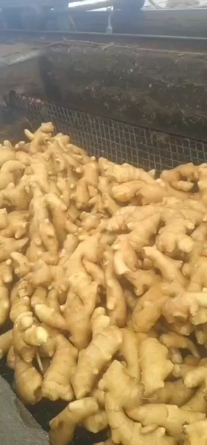 大黄姜，精品优选原产地大黄姜，保质保量，货源充足。