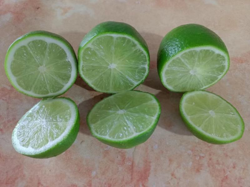 无籽青柠树苗(塔西堤)杯苗