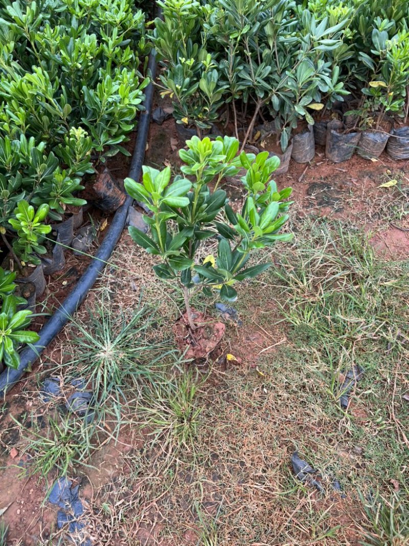 海桐，海桐杯苗，海桐一手货源，50分海桐