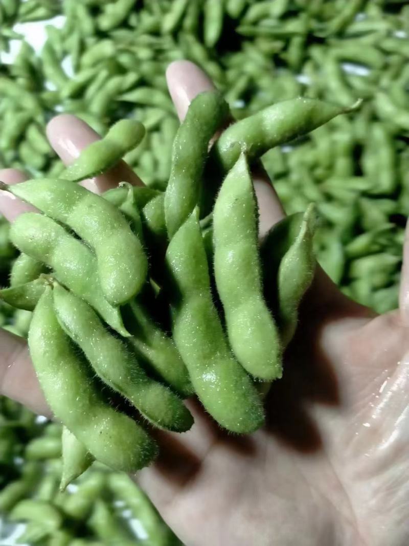精品优质毛豆，货源充足，基地直供，保质保量