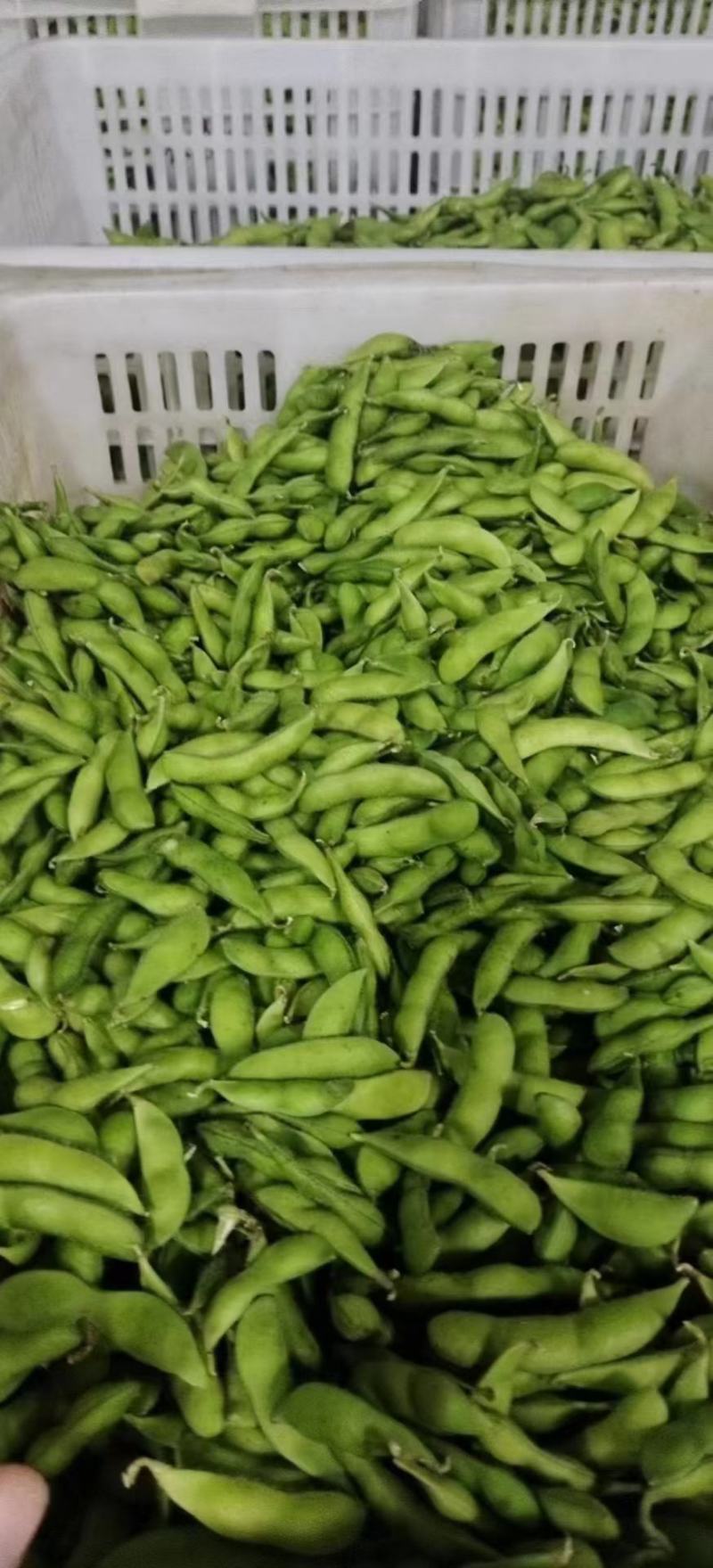 精品优质毛豆，货源充足，基地直供，保质保量