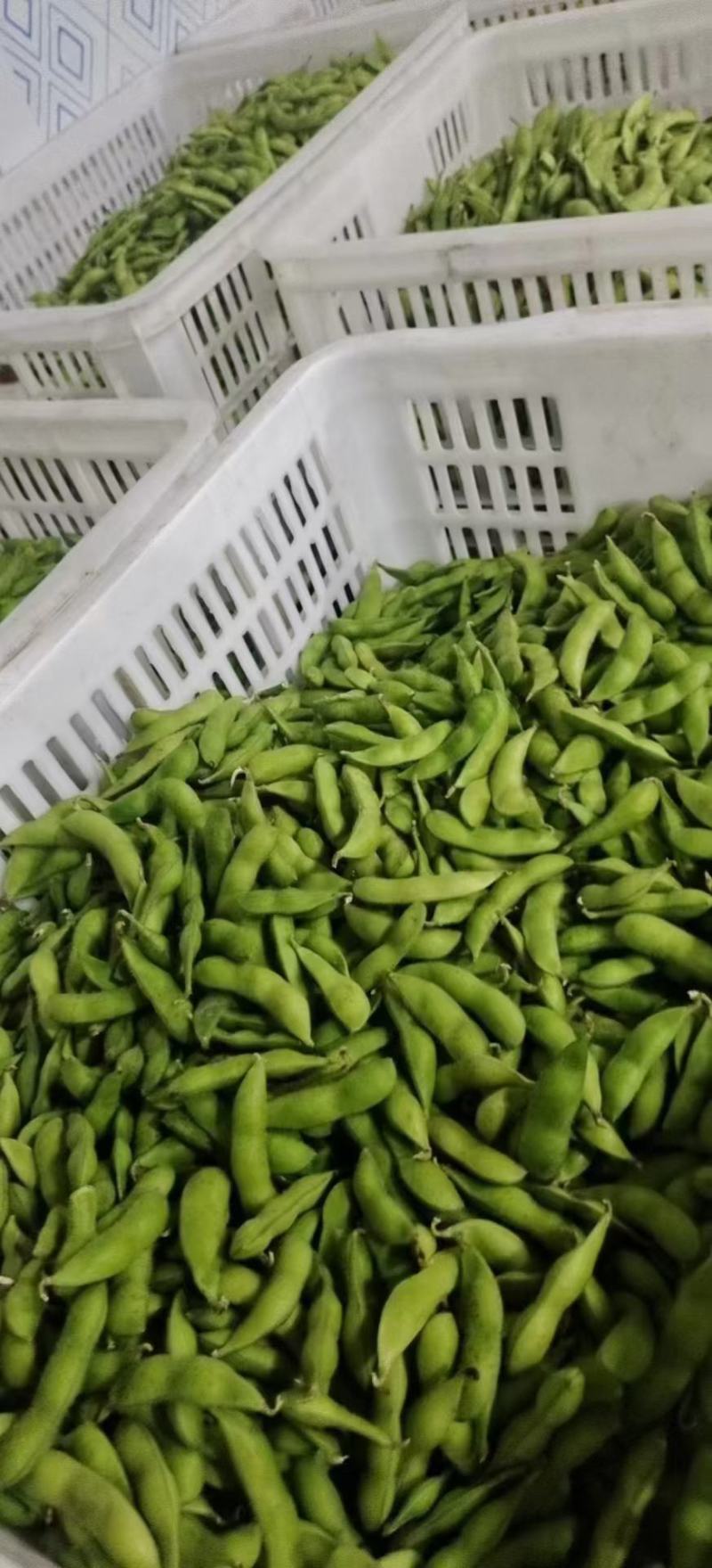 精品优质毛豆，货源充足，基地直供，保质保量