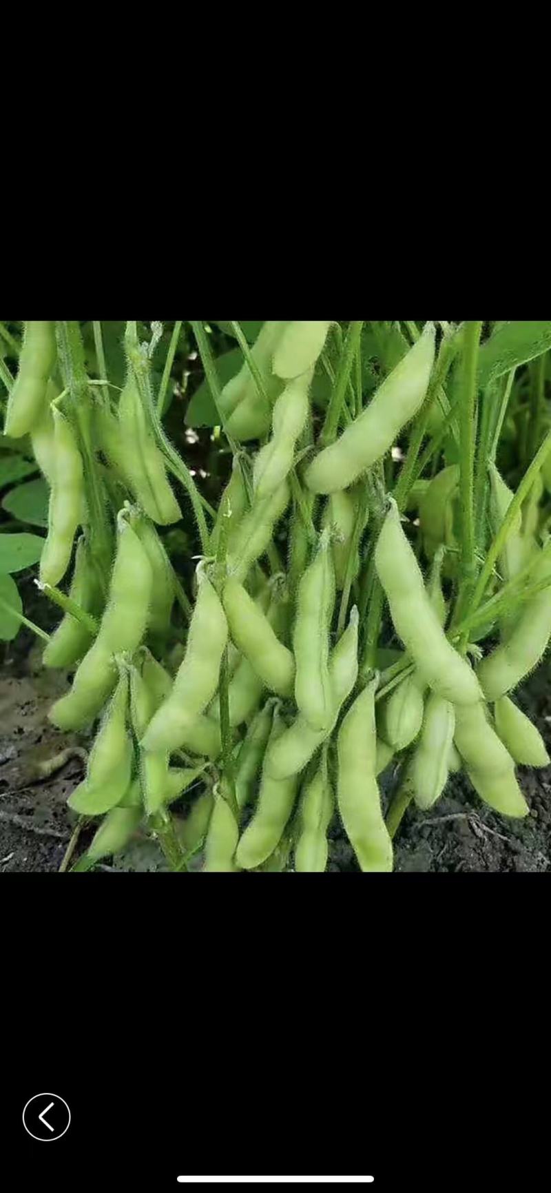 精品优质毛豆，货源充足，基地直供，保质保量