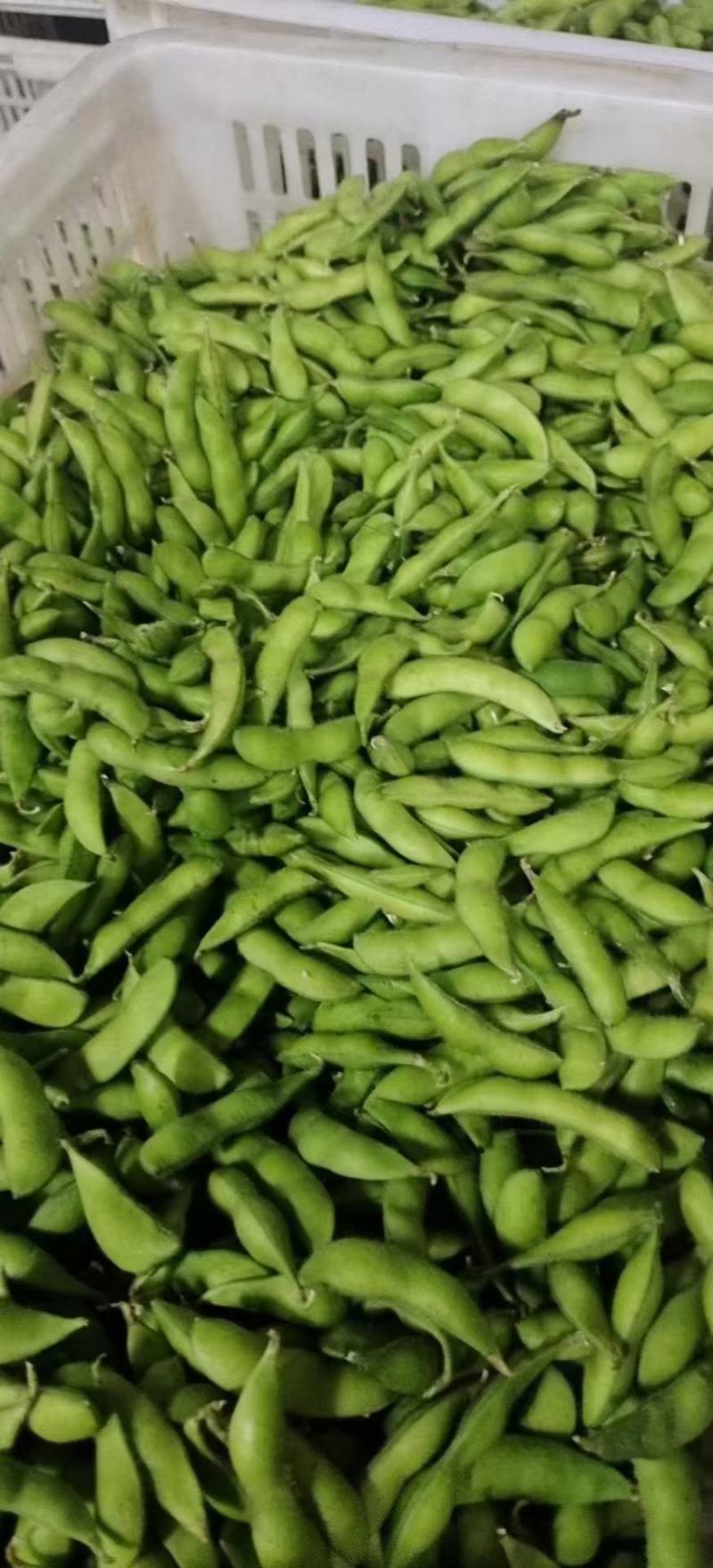 精品优质毛豆，货源充足，基地直供，保质保量